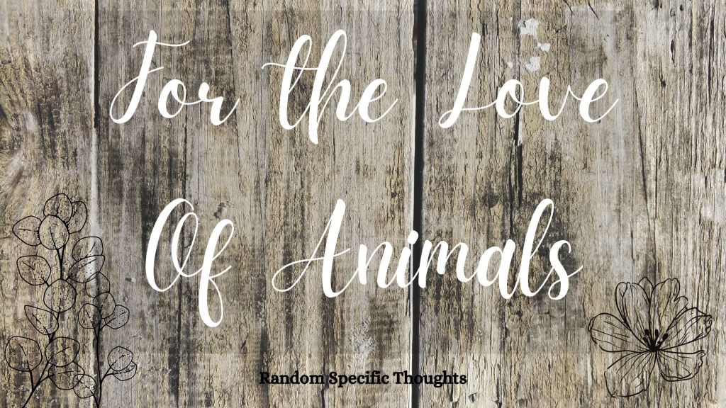 For The Love Of Animals!